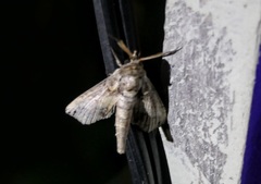 Paectes abrostolella