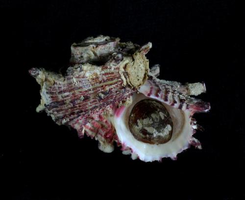 dolphin shell