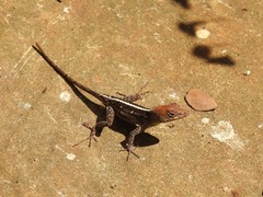 Anolis homolechis