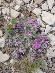 Astragalus tridactylicus