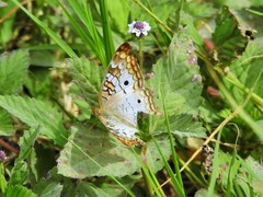Anartia jatrophae