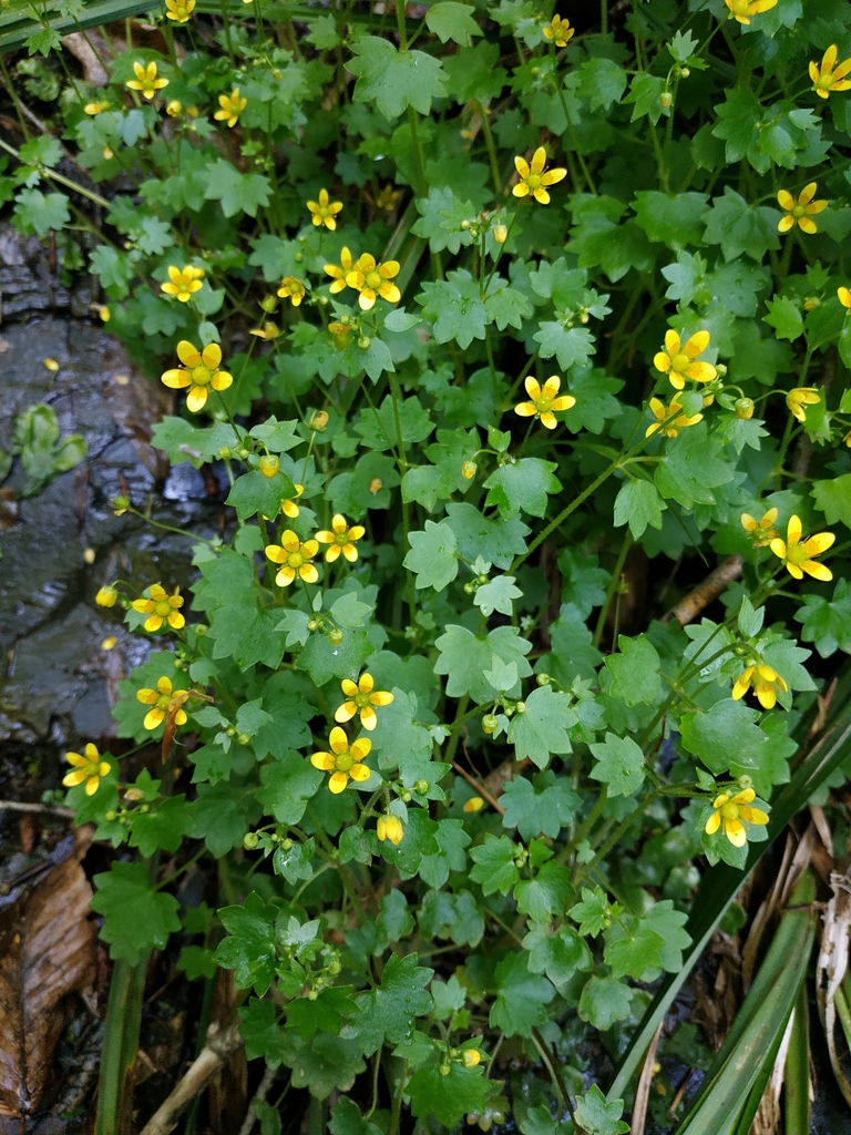 Ivy-leaved Saxifrage