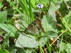 Anartia jatrophae