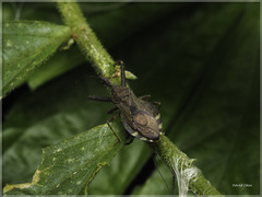 Tapirocoris annulatus