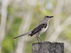 Mimus polyglottos