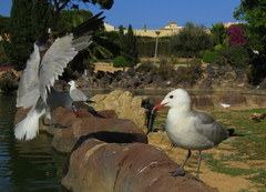 Ichthyaetus audouinii