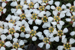 Pyxidanthera brevifolia