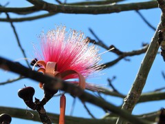 Pseudobombax ellipticum