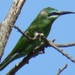 Common Blue-cheeked Bee-Eater - Photo (c) magdastlucia, some rights reserved (CC BY-NC), uploaded by magdastlucia