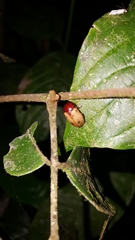 Cyclocephala melanocephala