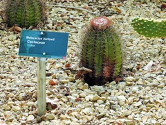 Melocactus harlowii