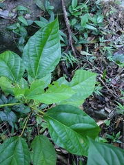 Alchornea latifolia