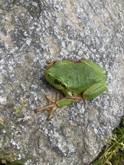 Hyla intermedia perrini