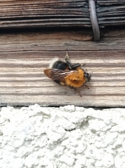 Bombus hypnorum