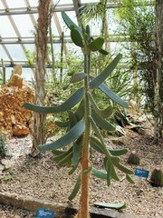 Consolea moniliformis