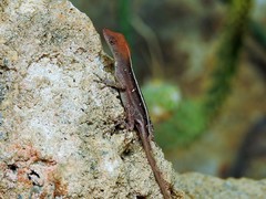 Anolis homolechis