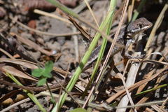 Tropidurus