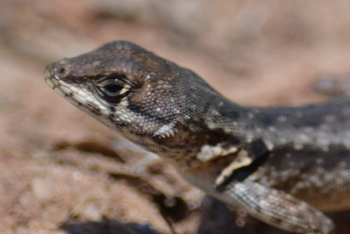 Tropidurus hygomi