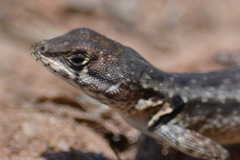 Tropidurus