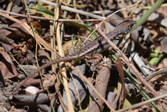 Tropidurus