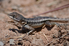 Tropidurus