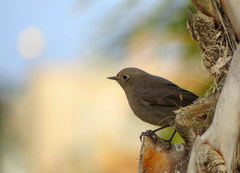 Phoenicurus ochruros