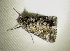 Syngrapha octoscripta