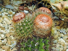 Melocactus harlowii