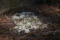 Pyxidanthera brevifolia