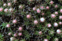 Pyxidanthera brevifolia