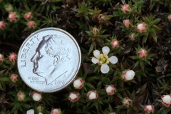 Pyxidanthera brevifolia