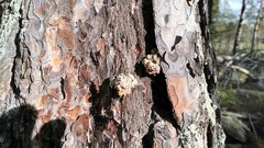 Dendroctonus micans