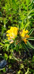 Anthyllis vulneraria carpatica