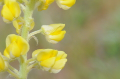 Lupinus sulphureus