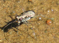 Cylindera disjuncta
