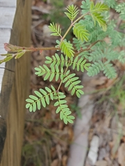 Mimosa texana