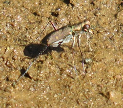 Cylindera disjuncta