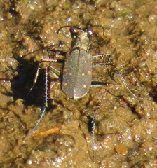 Cylindera disjuncta