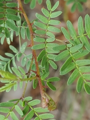 Mimosa texana