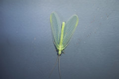 Chrysopa pallens-group