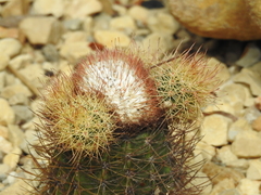 Melocactus harlowii