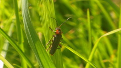 Cantharis rustica