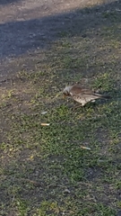 Turdus pilaris