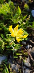 Anthyllis vulneraria carpatica