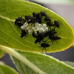 Harmonia axyridis