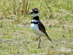 Charadrius vociferus