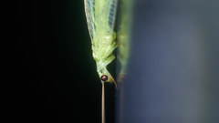 Chrysopa pallens-group