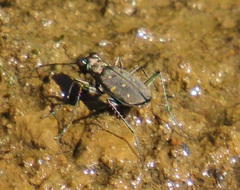 Cylindera disjuncta