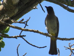 Pycnonotus barbatus layardi