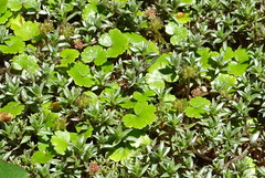 Hydrocotyle microphylla